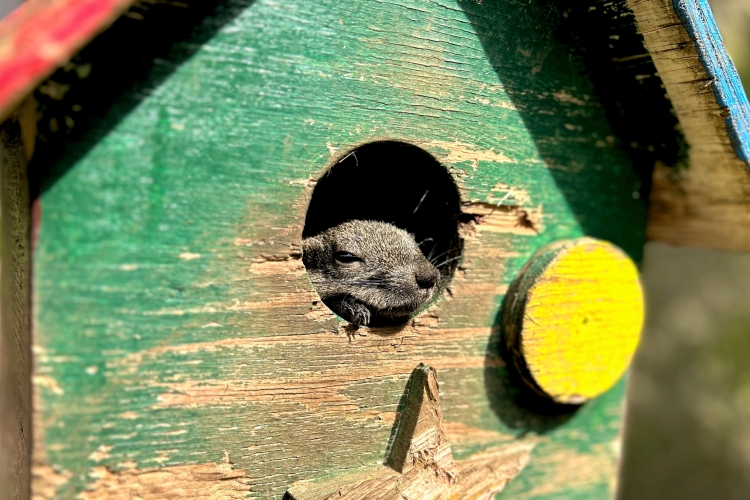 내 페이스에 사는 모습이 귀여운 타이완 다람쥐